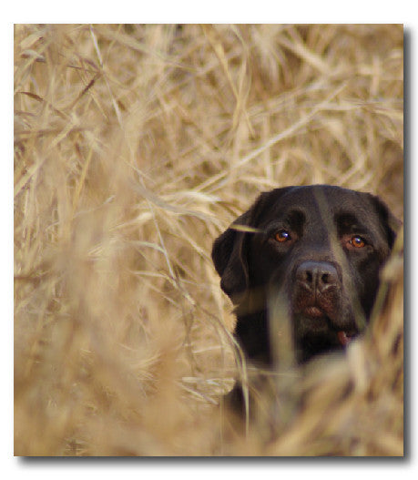 Labrador