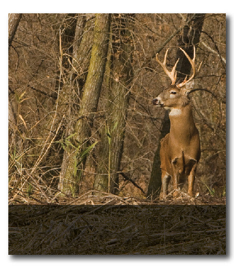 Whitetail