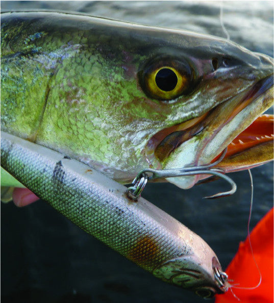 Trout