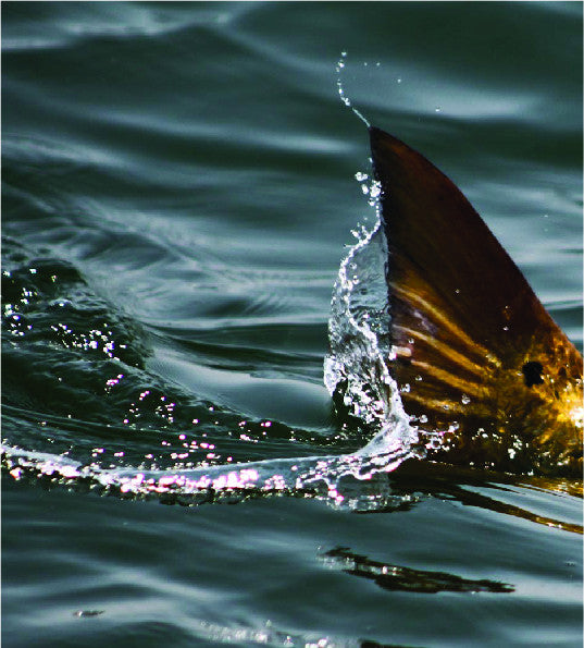 Red Fish – Tally Book Direct - Full Color Tally Books