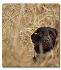 Labrador