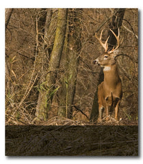 Whitetail