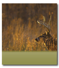 Buck